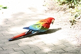 Apenheul_289