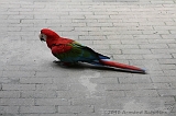Apenheul_290
