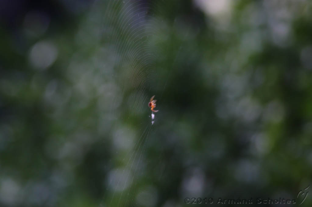 Cobweb_001.jpg