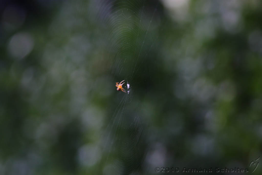 Cobweb_003.jpg