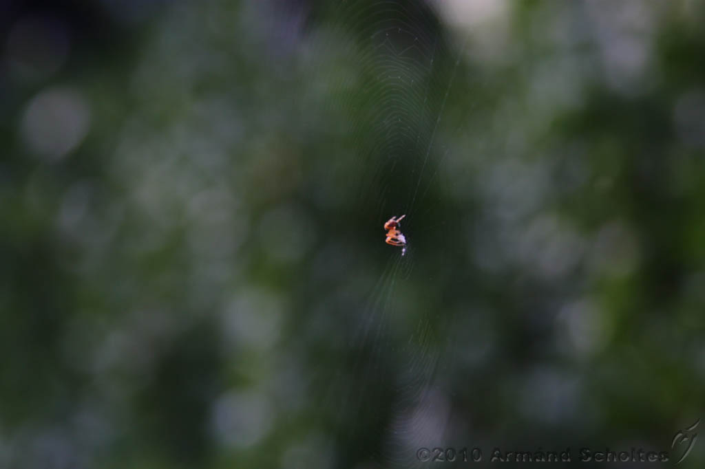 Cobweb_005.jpg