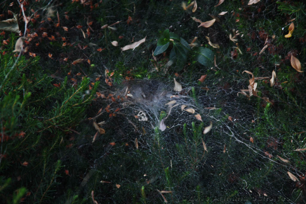Cobweb_006.jpg