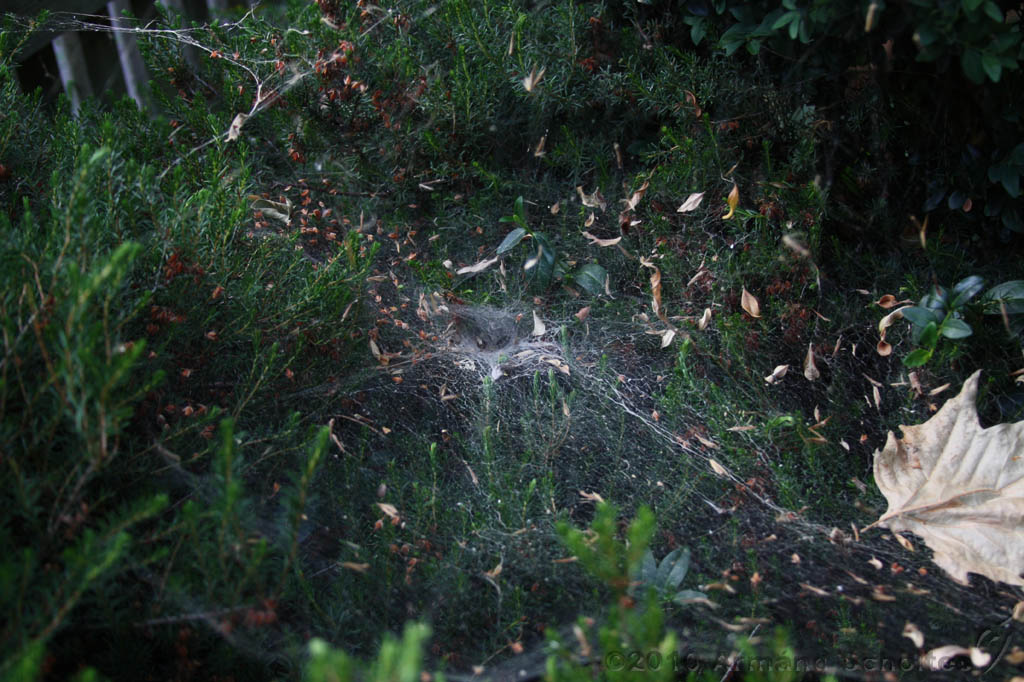 Cobweb_007.jpg
