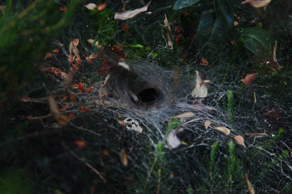 Cobweb_009.jpg