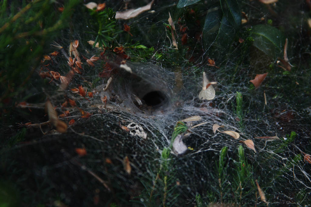 Cobweb_010.jpg