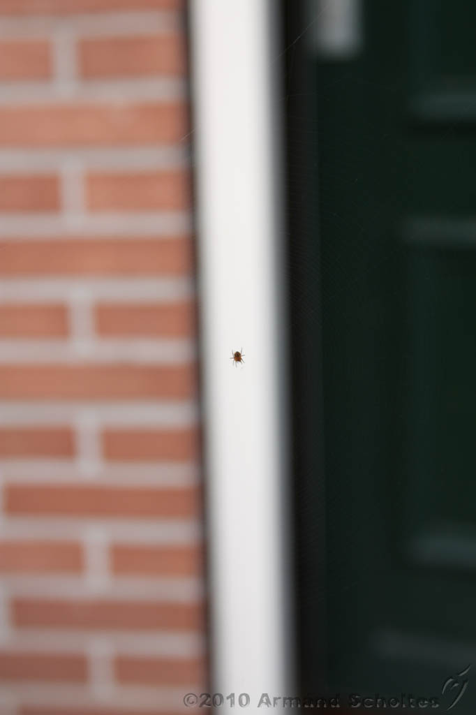 Cobweb_013.jpg