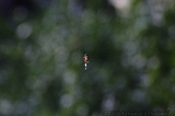 Cobweb_001