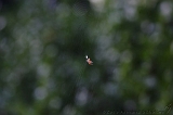 Cobweb_002