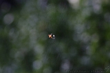 Cobweb_003