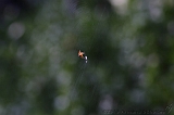 Cobweb_004