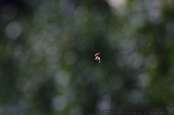 Cobweb_005