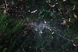 Cobweb_006