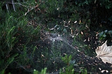 Cobweb_007