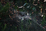 Cobweb_008