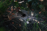 Cobweb_009