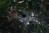 Cobweb_010