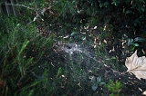 Cobweb_011