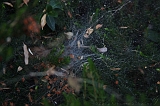 Cobweb_012