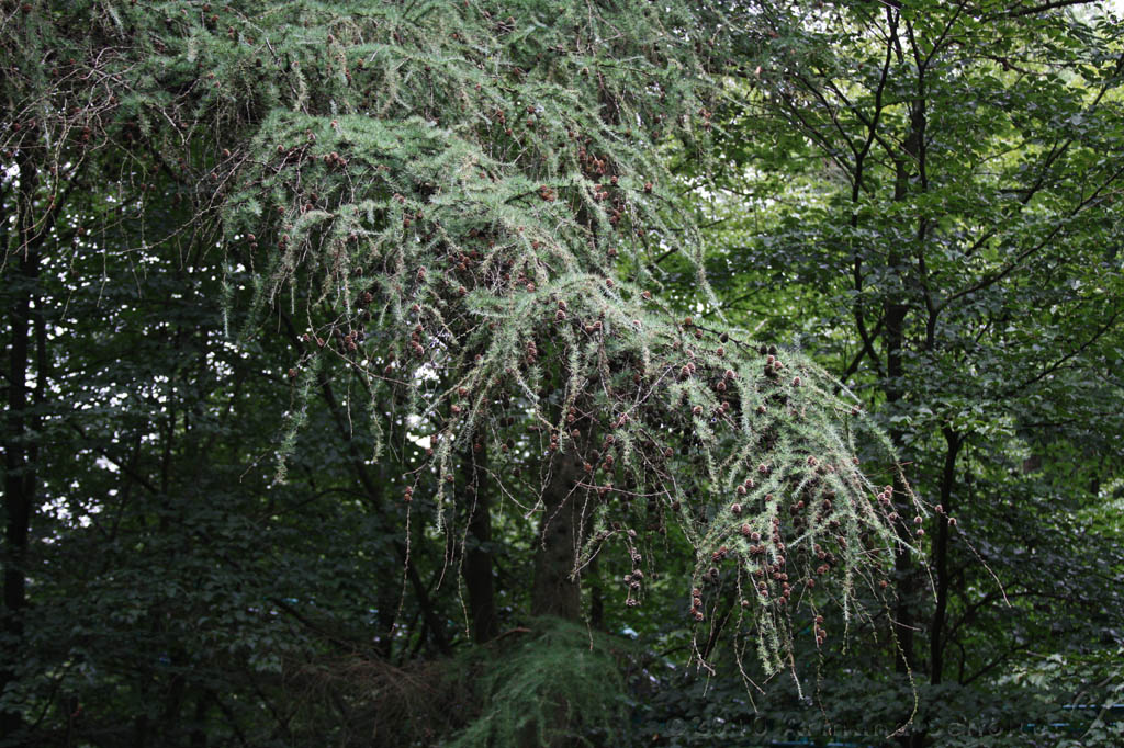 Boomkroonpad_019.jpg