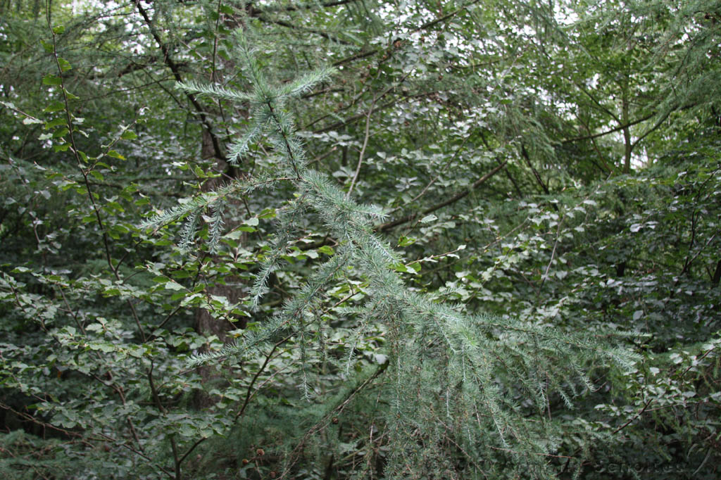 Boomkroonpad_025.jpg