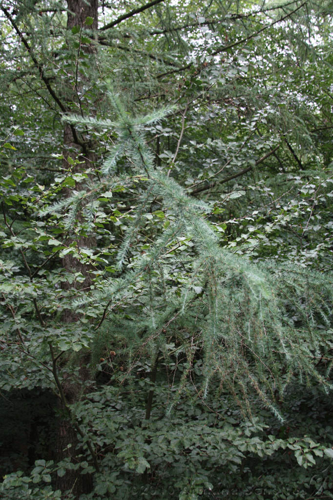 Boomkroonpad_026.jpg