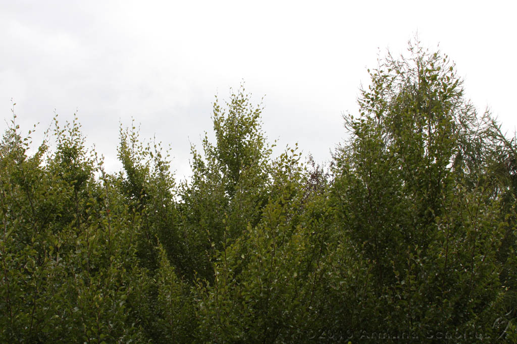 Boomkroonpad_034.jpg