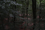 Boomkroonpad_002