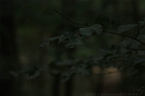 Boomkroonpad_005