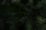 Boomkroonpad_008