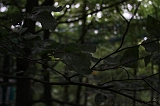 Boomkroonpad_009