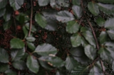 Boomkroonpad_014