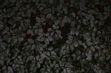 Boomkroonpad_015