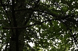 Boomkroonpad_017