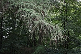 Boomkroonpad_019