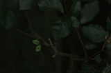 Boomkroonpad_021