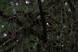 Boomkroonpad_022