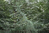Boomkroonpad_025