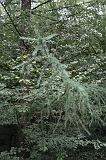 Boomkroonpad_026