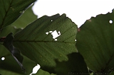 Boomkroonpad_028