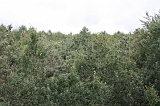 Boomkroonpad_032