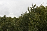 Boomkroonpad_033