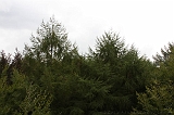 Boomkroonpad_035