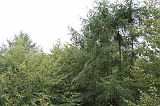 Boomkroonpad_036