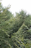 Boomkroonpad_038