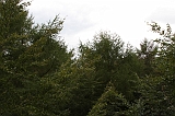 Boomkroonpad_039