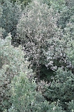 Boomkroonpad_041