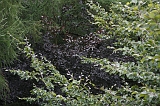Boomkroonpad_044
