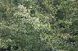 Boomkroonpad_045