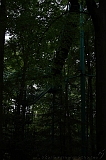 Boomkroonpad_057