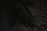 Boomkroonpad_058